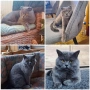 Британска късокосместа котка - мъжка, снимка 8