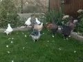Птодавам гълъби модена, снимка 2