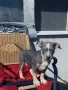 American Bully XL, снимка 1