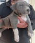 питбул блу нос мъжки и женски, снимка 4