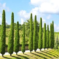 Кипарис Тотем (Cupressus Sempervirens Тotem), снимка 2 - Градински цветя и растения - 41147081