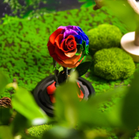 Омагьосаната роза – лимитирано издание Вечна роза , снимка 4 - Други стоки за дома - 44557868
