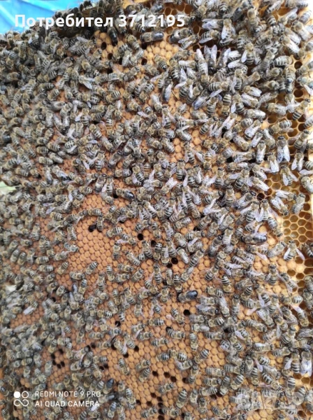 Пчелни Отводки Дадан Блат , снимка 1