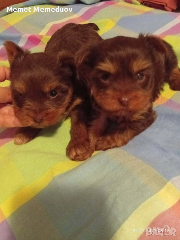 Мини йорки, снимка 1