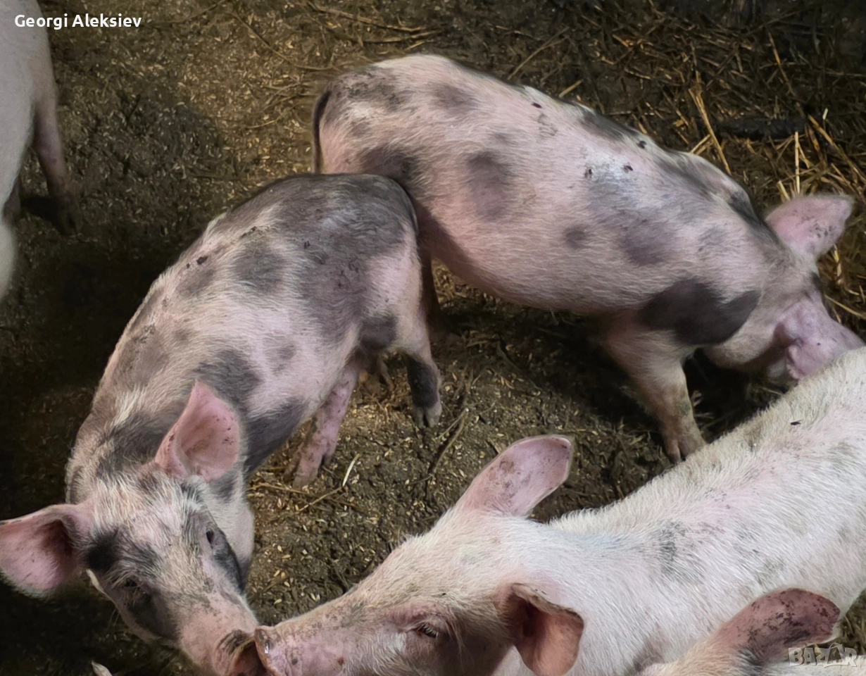 Малки прасенца, снимка 1