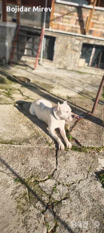 Мъжки за разплод Стра Загора , снимка 1