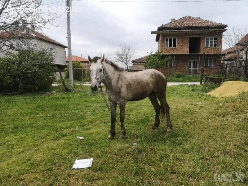 Продавам коне, снимка 1