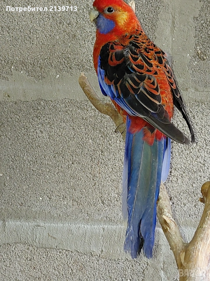 Продавам папагал пенантова розела, снимка 1