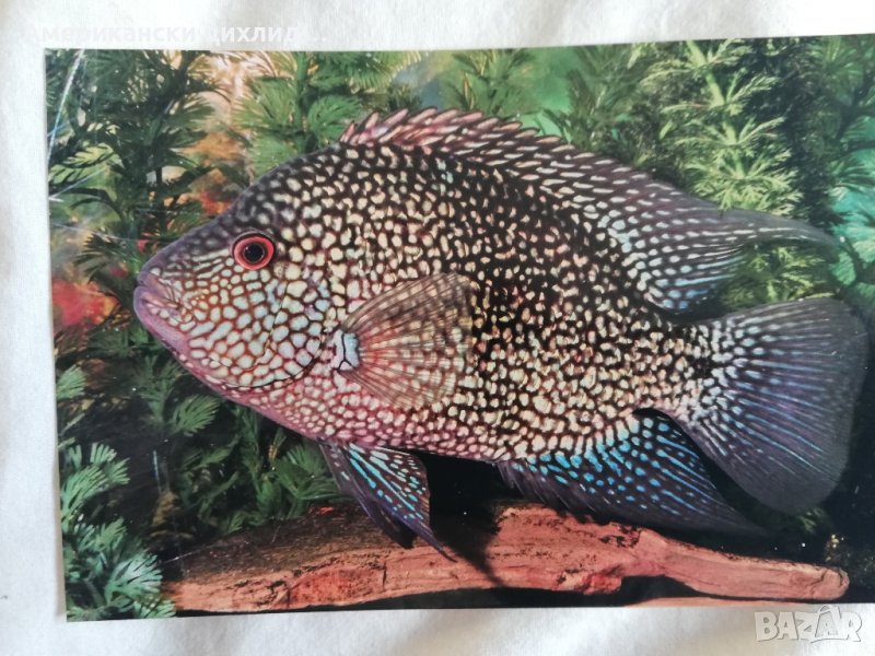 Брилянтова цихлазома, снимка 1