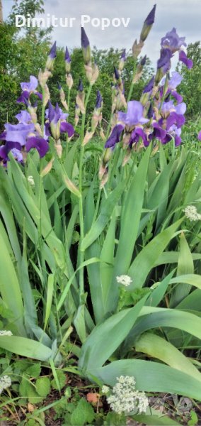 Перуника, Ирис , снимка 1