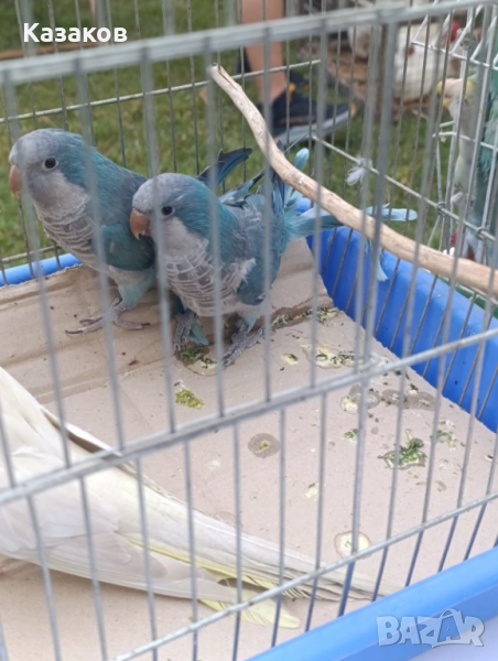 Продавам двойка монаси, снимка 1