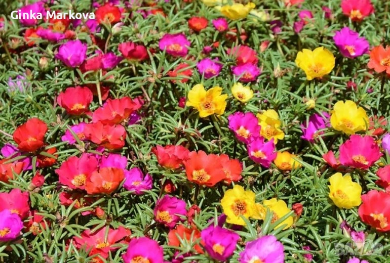 Калдъръмче- 0,70ст., снимка 1