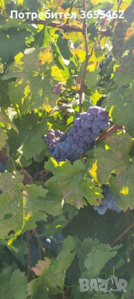 грозде Каберне и памид с. Карабунар , снимка 1