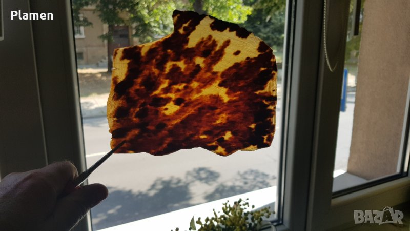 Плочка от костенурка за изработка на бижута., снимка 1