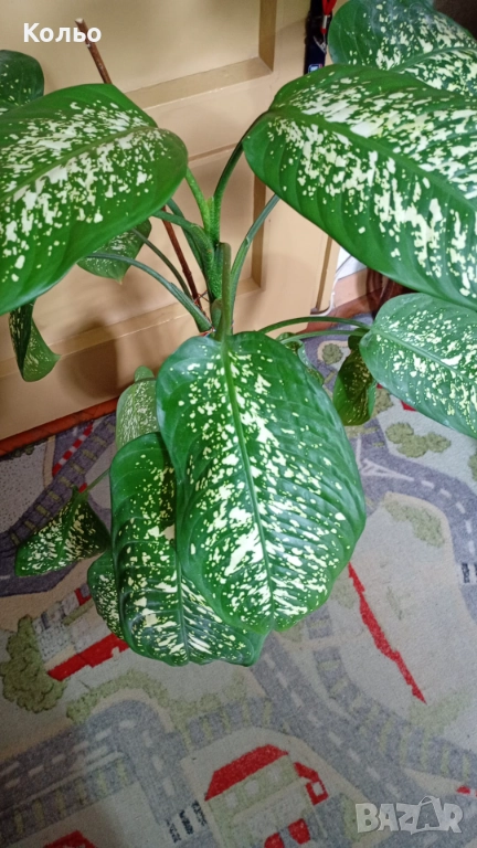 Дифенбахия - стайно растение, снимка 1