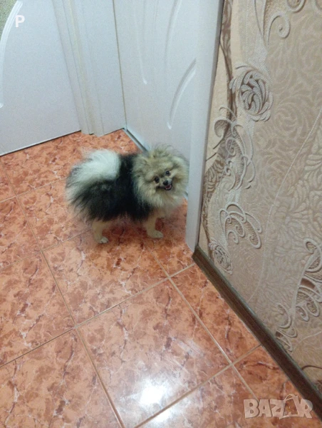 Мъжки померан за разплод, снимка 1