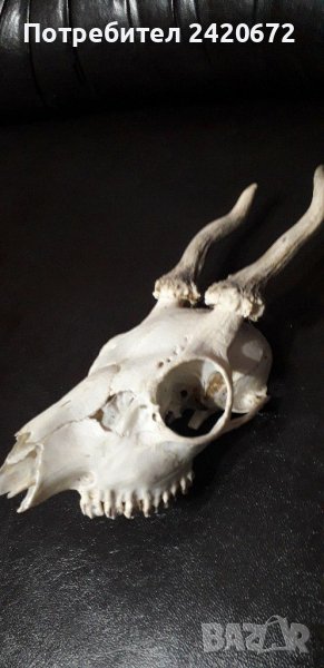 Ловен  трофей, снимка 1