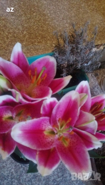 лилиум, снимка 1