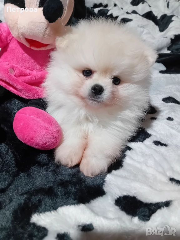 померан мини, снимка 1