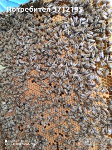 Пчелни Отводки Дадан Блат , снимка 1