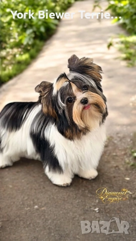 Йоркширски Териер! Страхотни мини принцеси с родословие 