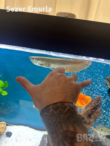 Арована 27 28 см, снимка 5 - Рибки - 53479267