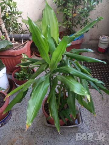 Драцена маргината и Драцена фрагранс, снимка 7 - Стайни растения - 42065724