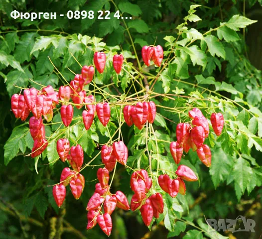 Китайски Мехурник -Koelreuteria “Paniculata”, снимка 2 - Разсади - 49936513