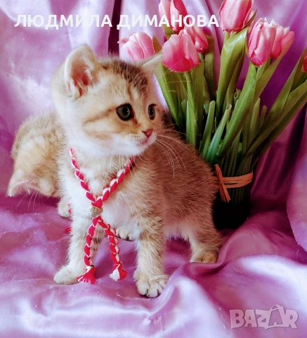 Шотландски мъжки златни чинчили. , снимка 8 - Британска късокосместа - 53619769