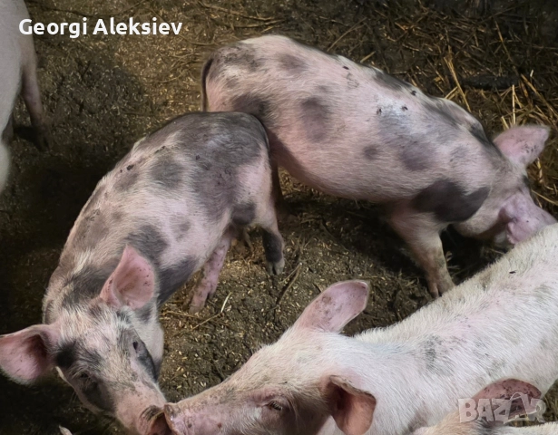 Малки прасенца