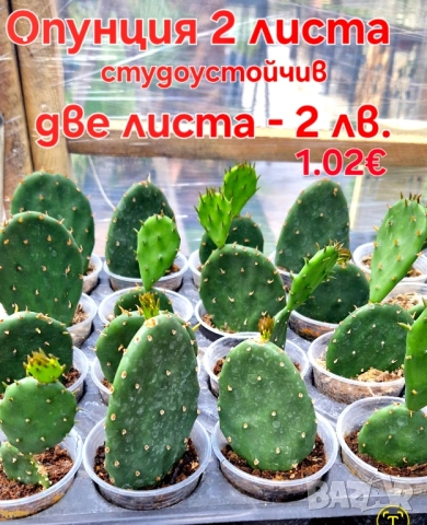 Красота в градината и на балкона, снимка 6 - Градински цветя и растения - 46135404
