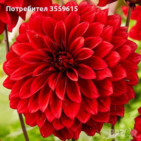 луковици на червена далия, снимка 1