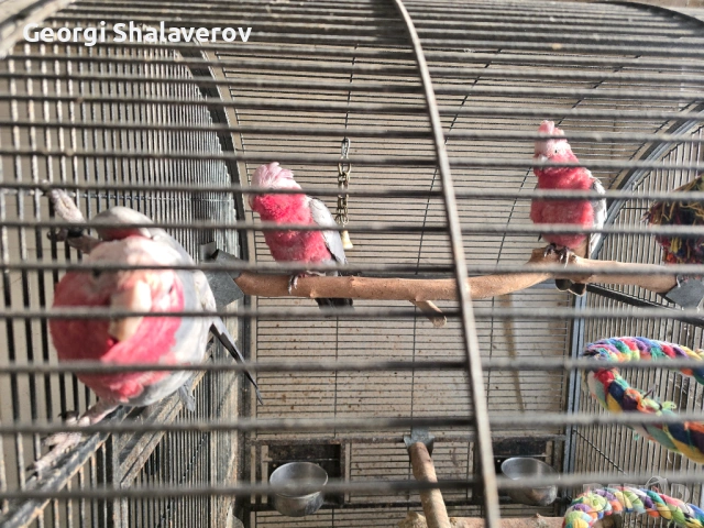 Продавам розови какадута