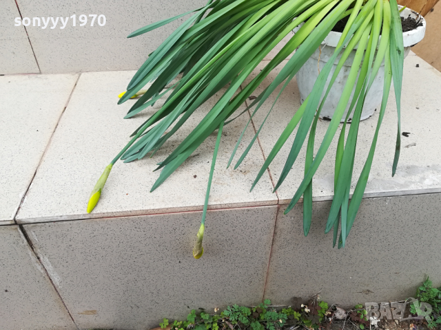 НАРЦИСИ-ЦВЕТЯ С ЛУКОВИЦИ В САКСИЯ 0603241700, снимка 17 - Градински цветя и растения - 44638411