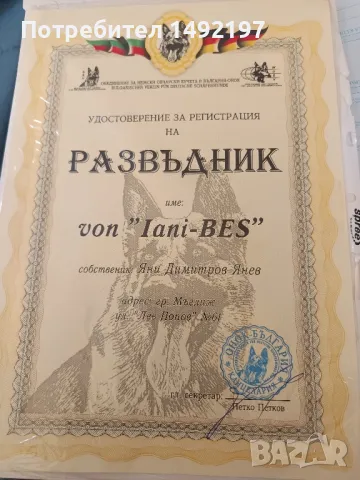 малки немски овчарки , снимка 9 - Немска овчарка - 50062180