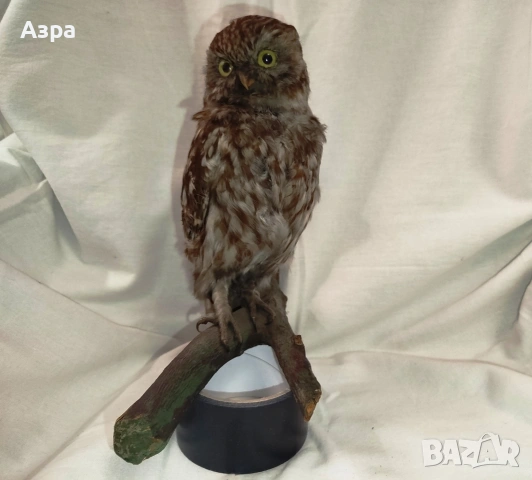 Препарирана сола (Бухал), снимка 3 - други­ - 53656912