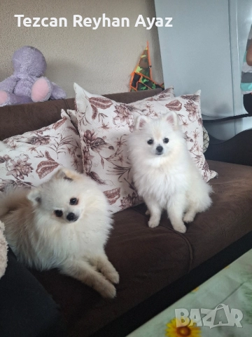 мини померан, снимка 11 - Померан - 51899268