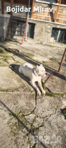 Мъжки за разплод Стра Загора 