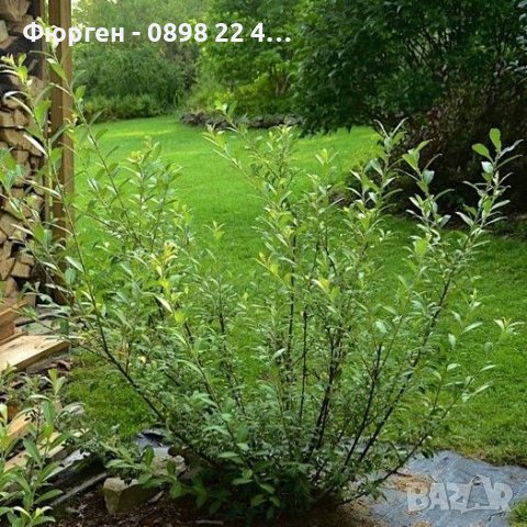 Върба - Salix gracilistyla 'Mount Aso' ( грацилистяла' моунт асо' ), снимка 6 - Градински цветя и растения - 41101221