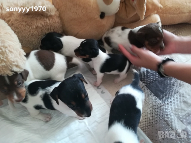 джак ръсел-видин 250лв за кутре 1709251750, снимка 11 - Джак ръсел териер - 51747736