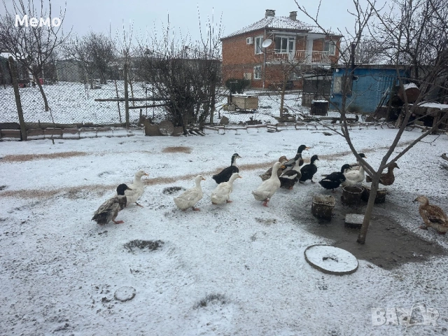 Млади юрдечки пред пронасяне , снимка 2 - Кокошки и пуйки - 53403966