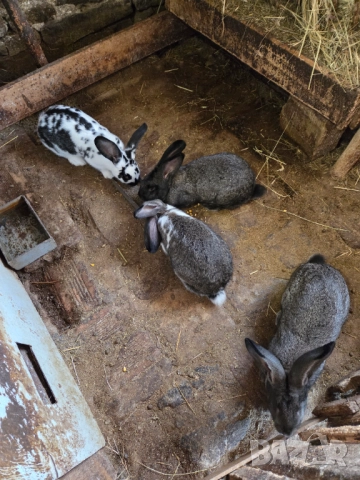 Зайци на 6 месеца