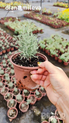 САНТОЛИНА СРЕБРИСТА,  Santolina chamaecyparissus, снимка 7 - Градински цветя и растения - 42253021