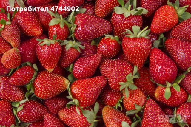 Prodavam razsad qgodi celogodishen sort Сийскейп, снимка 2 - Разсади - 53576655