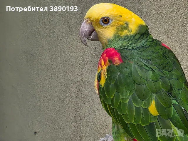 Разнообразие на папагалите амазона, снимка 2 - Папагали - 56068692