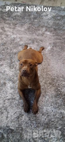 питбулчета, снимка 5 - Питбул - 53259618