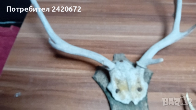 еленови рога с череп, снимка 4 - Декорация за дома - 52070844