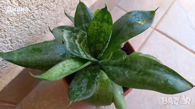 Сансевиера Хани