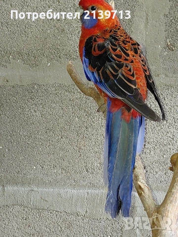 Продавам папагал пенантова розела