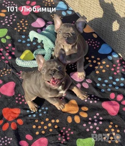 Френски булдог с родословие, снимка 3 - Френски булдог - 47462686